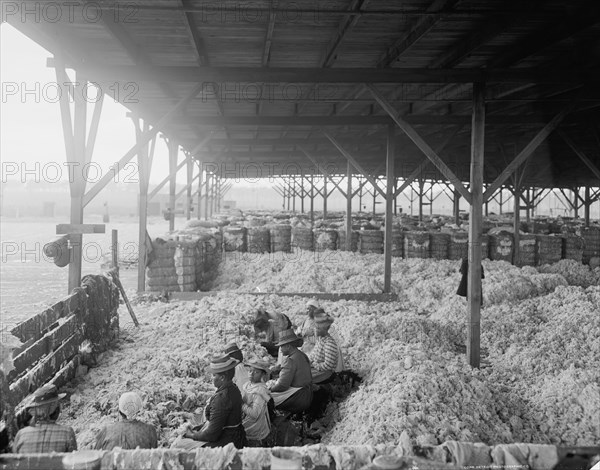 Sorting cotton, between 1900 and 1910. Creator: Unknown.