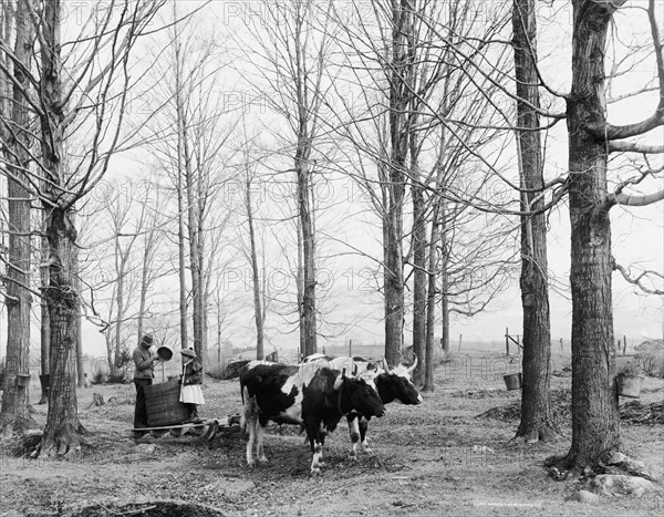 Bringing in the sap in a maple sugar camp, between 1900 and 1906. Creator: Unknown.