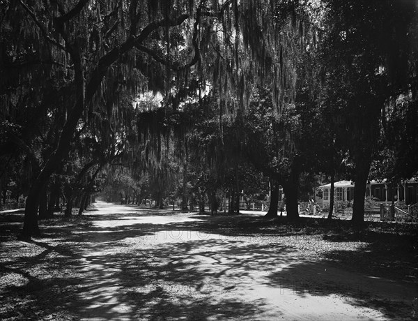 Ridgewood Ave., Daytona, Fla., c1901. Creator: Unknown.