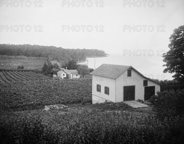 Vineyards, Put-in-Bay, Ohio, between 1880 and 1899. Creator: Unknown.