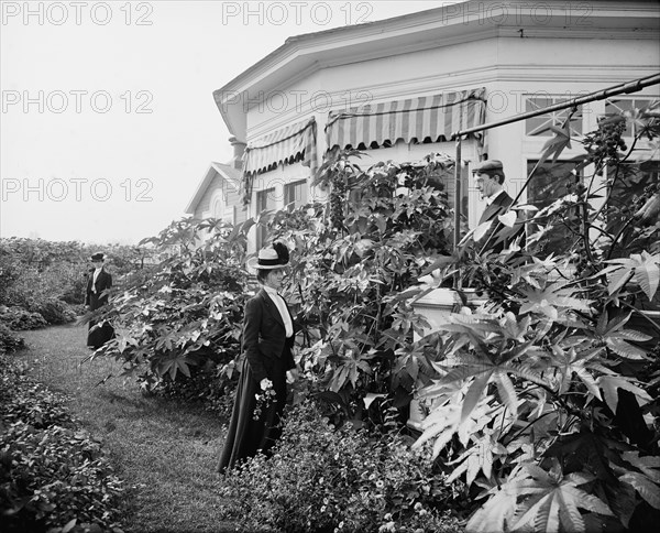 Foliage and east window of officers' club, National Cash Register [Company], Dayton, Ohio, (1902?). Creator: William H. Jackson.