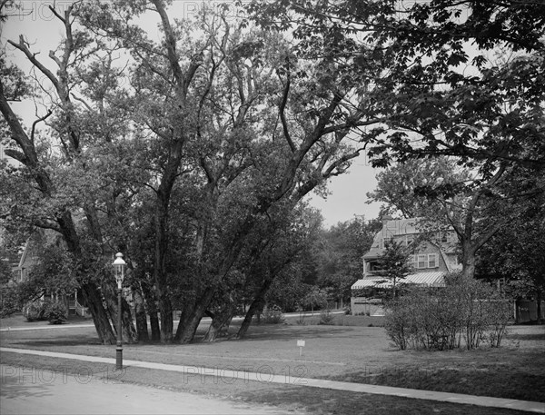 Hubbard Park, Cambridge, Mass., between 1900 and 1920. Creator: Unknown.