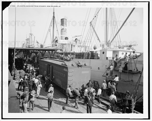 Unloading bananas from steamer, New Orleans, La., between 1900 and 1910. Creator: Unknown.