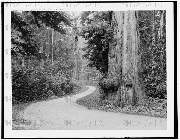 Driveway in Stanley Park, Vancouver, B.C., c1902. Creator: Unknown.