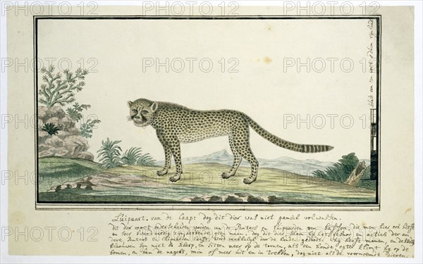 Acinonyx jubatus (Cheetah), 1777-1786. Creator: Robert Jacob Gordon.