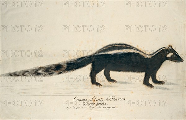 Icotnyx striatus (Striped polecat or Zorille), 1773-1780. Creator: Robert Jacob Gordon.