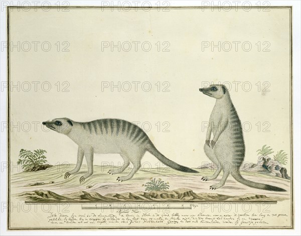 Suricata suricatta (Meerkats), 1777-1786. Creator: Robert Jacob Gordon.