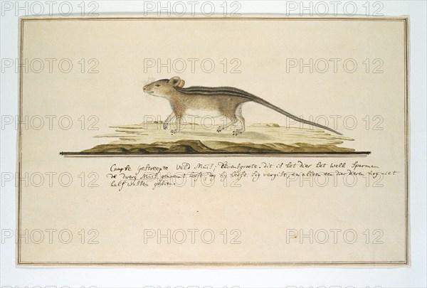 Rhabdomys pumilio (Four-striped grass mouse), in or after c.1786. Creator: Robert Jacob Gordon.