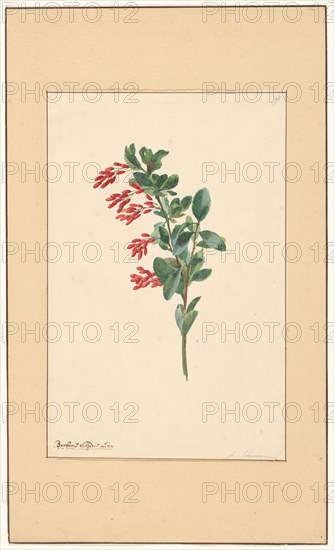 Branch of a barberry, c.1775-c.1825.  Creator: Willem van Leen.