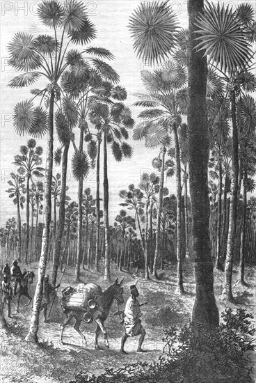 ''Forest of Fan-Leaved Palms; Journey from the Senegal to the Niger', 1875. Creator: Unknown.