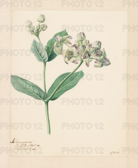 Calotropis, 1803. Creator: Hendrik Schwegman.