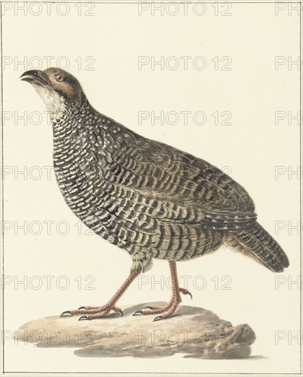 Chinese francolin (Francolinus pintadeanus), 1759-1842. Creator: Pieter Bartholomeusz. Barbiers.