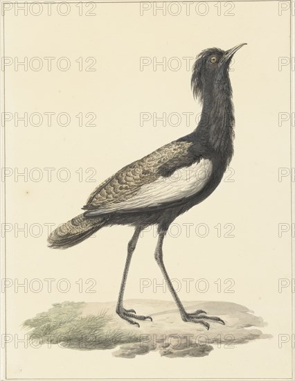 Bearded bustard (Eupodotis Bengalensis / Houbaropsis Bengalensis), 1759-1842. Creator: Pieter Bartholomeusz. Barbiers.