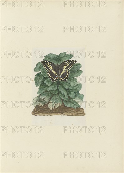 Papilio demodocus (Citrus or Christmas butterfly) on an unidentified plant, 1777-1786. Creator: Robert Jacob Gordon.