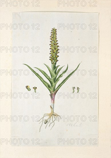 Corycium orobanchoides (L.F.) Swartz, 1777-1786. Creator: Robert Jacob Gordon.