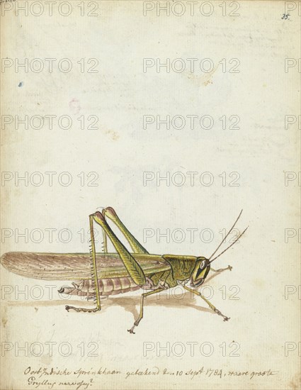 Grasshopper, 1784. Creator: Jan Brandes.