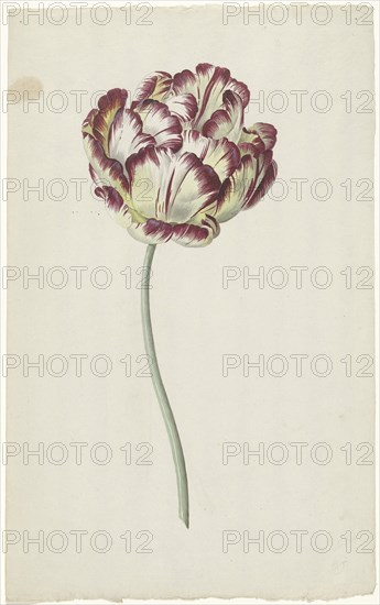 Tulip, 1783-1850. Creator: Louis Moritz.