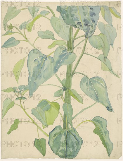 Stalk and Leaves of a Sunflower, 1874-1918. Creator: Martinus van Andringa.