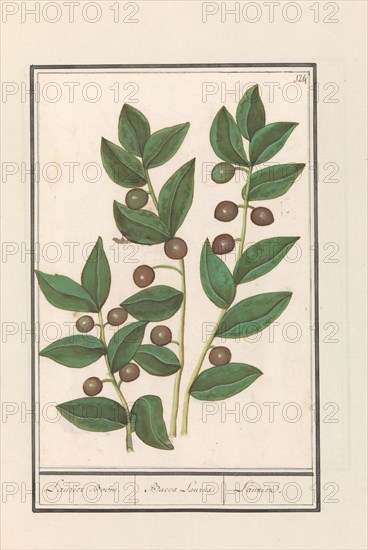 Olive (Olea europaea), 1596-1610. Creators: Anselmus de Boodt, Elias Verhulst.