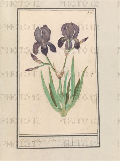 Purple iris (Iris germanica), 1596-1610. Creators: Anselmus de Boodt, Elias Verhulst.