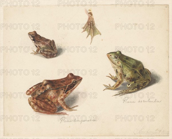 Sheet of studies: green water frog on the left, and brown land frog on the right, 1834. Creator: Albertus Steenbergen.