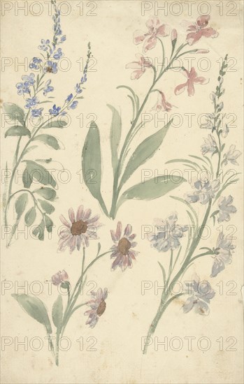 Four studies of pink and blue flowers, 1677-1755. Creator: Elias van Nijmegen.