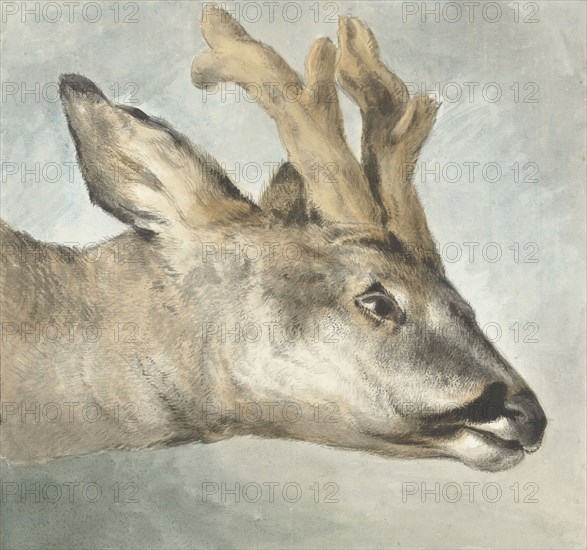 Head of a Roebuck, c.1800. Creator: Wybrand Hendriks.