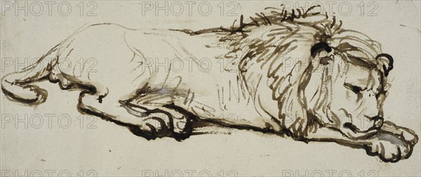 Sleeping lion. Creator: Rembrandt Harmensz van Rijn.