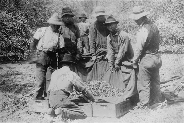 Japanese on fruit farm, California, between c1910 and c1915. Creator: Bain News Service.