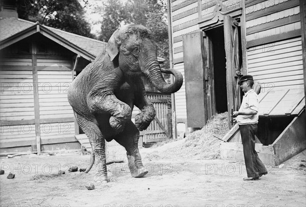 Hattie the elephant and Bill Snyder, between c1910 and c1915. Creator: Bain News Service.