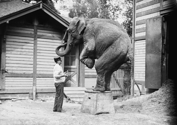 Hattie the elephant and Bill Snyder, between c1910 and c1915. Creator: Bain News Service.