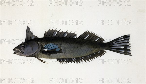 A fish from New Zealand,  c1777. Creator: Johann Georg Forster.