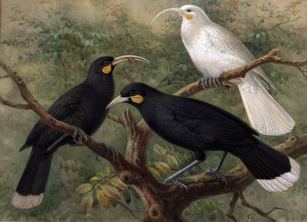 Three huia (Heteralocha acutirostris), c1900. Creator: Johannes Keulemans.