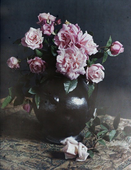 Autumn roses, 1915. Creator: Robert Walrond.