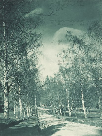 Beeches and birches, Rotorua. From the album: Camera pictures of New Zealand, 1920s. Creator: Harry Moult.