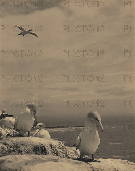 Gannets, c1939. Creator: Thelma Kent.