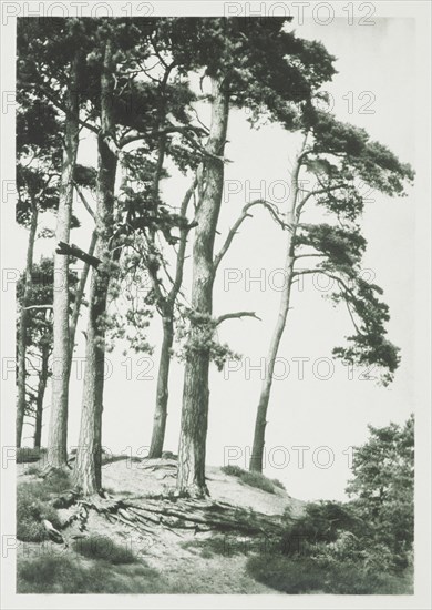 [Trees on hilltop]. From the album: Photograph album - England,  1920s. Creator: Harry Moult.