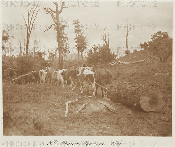 A N.Z. bullock team at work. From the album: Record Pictures of New Zealand, 1920s. Creator: Harry Moult.