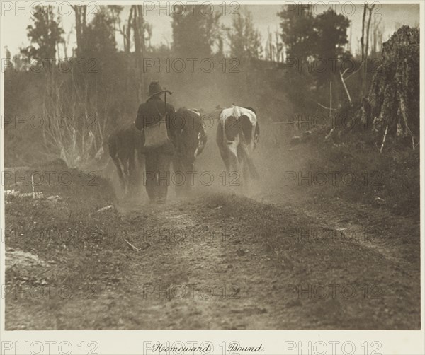 Homeward bound. From the album: Camera Pictures of New Zealand, 1920s. Creator: Harry Moult.