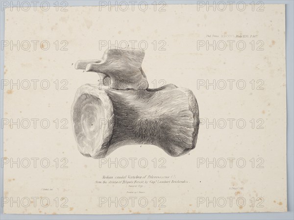 Median Caudal Vertebra of Pelorosaurus [?] from the strata of Tilgate Forest..., 1801. Creator: George Scharf.