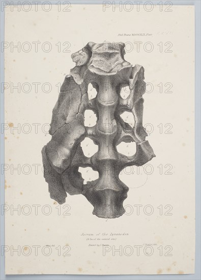 Sacrum of the Iguanodon, 1849. Creator: Joseph Dinkel.