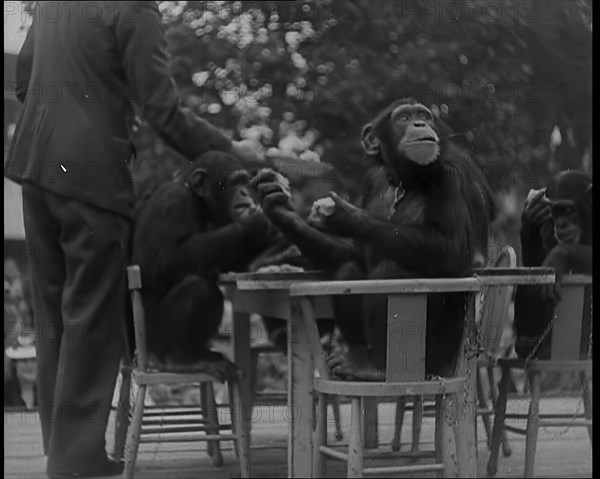 Chimpanzees Having a Tea Party at the Zoo, 1940. Creator: British Pathe Ltd.