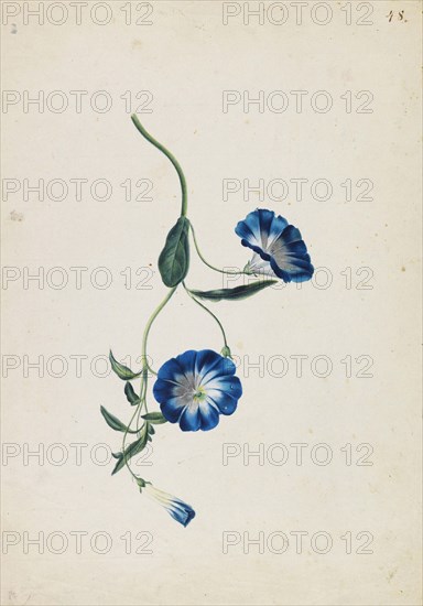 Hedge bindweed, c1830-1840. Creator: Blaschek; Franz (1787-1849).