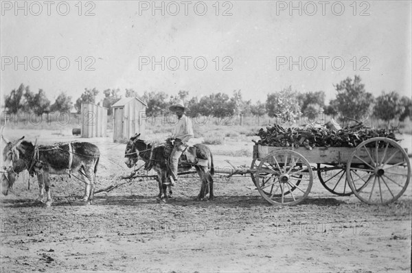 Mexicans hauling wood in New Mex. [Mexico], between c1915 and c1920. Creator: Bain News Service.