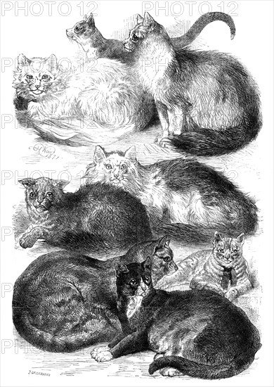 Prize Cats at the Crystal Palace Cat Show, 1871. Creator: J Greenaway.