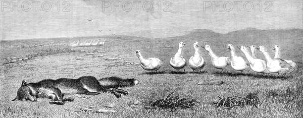 A Game of Fox and Geese, by B. Riviere, 1870. Creator: Unknown.