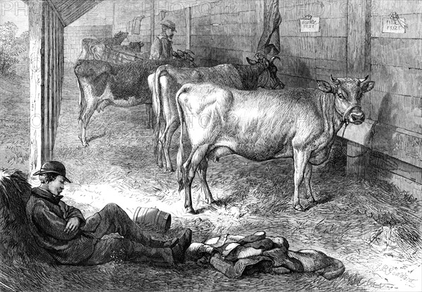 Prize Jersey cows at the Bath and West of England Agricultural Show at Southampton, 1869. Creator: Unknown.