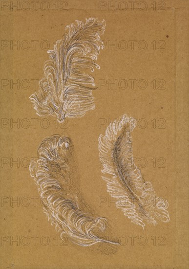 Study of Three Ostrich Feathers, 1865-67. Creator: Sir Edward Coley Burne-Jones.