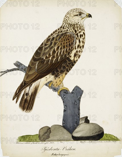 Rough-Legged Buzzard, 1832. Creator: Ferdinand von Wright.