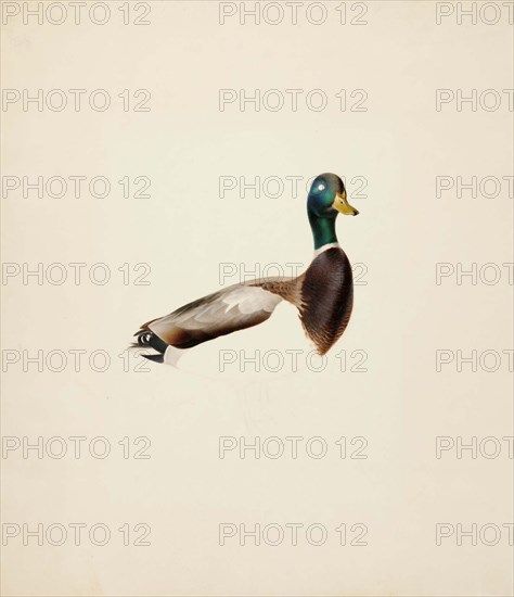 Mallard; unfinished, 1835-1839. Creator: Magnus von Wright.